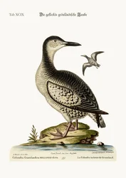 La Colomba Maculata della Groenlandia, 1749-73